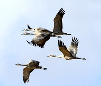 Sandhill Cranes