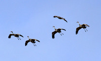 Sandhill Cranes