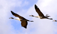 Sandhill Cranes