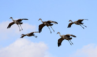 Sandhill Cranes