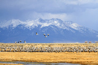 Sandhill Cranes