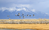 Sandhill Cranes