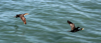 Double-crested Cormorants, adult and juvenile