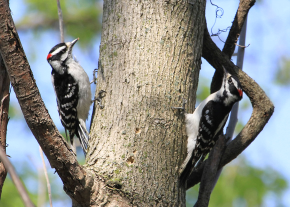 Downy Woodpeckers, two males