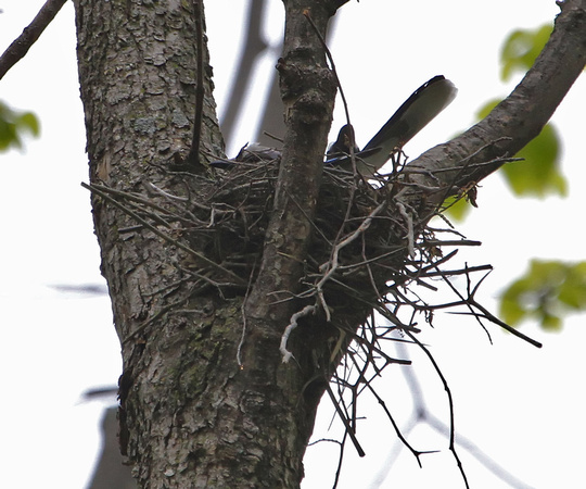 Gray Catbird, on nest