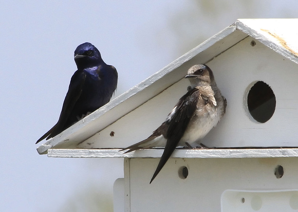 Purple Martin and Northern Rough-winged Swallow
