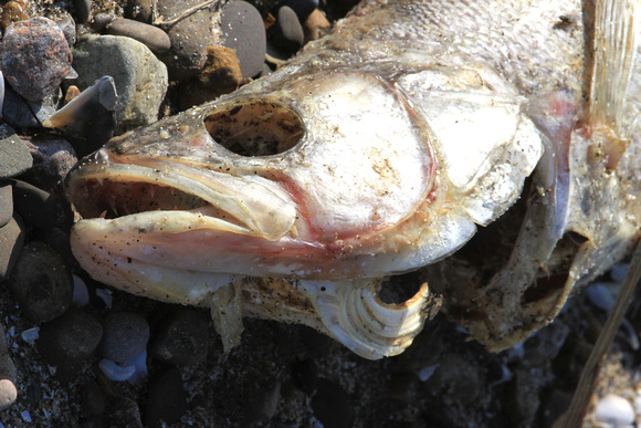 Dead fish on the shore of Lake Erie
