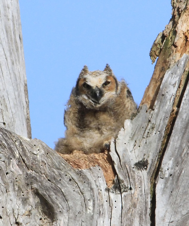 Great Horned Owl, early fledgling