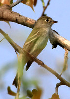 An Empidonax Flycatcher.  Which one?  I may never know.