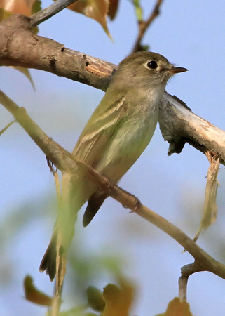An Empidonax Flycatcher.  Which one?  I may never know.