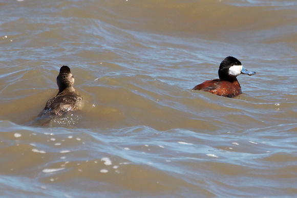 Ruddy Ducks, female and male