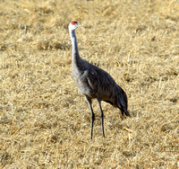 Sandhill Crane