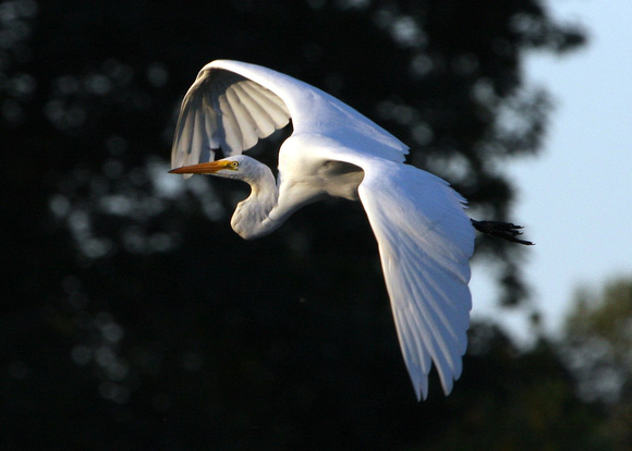 Great Egret in morning sun