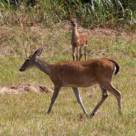 White-tailed Deer:  a doe and a fawn, who a moment later came over to mama for a snack
