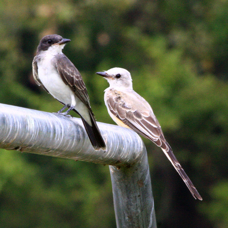 Eastern Kingbird (foreground) and juvenile? Scissor-tailed Flycatcher