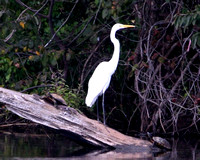 A Great Egret shares its log with two turtles