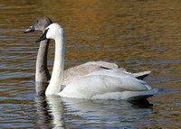 Adult Trumpeter Swan, and juvenile