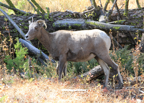 Bighorn Sheep, female