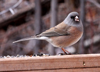 Dark-eyed Junco, pink-sided adult male