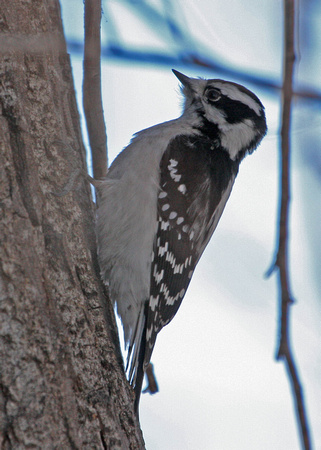 Downy Woodpecker, female, interior west