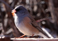Dark-eyed Junco, pink-sided adult male
