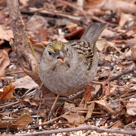 Golden-crowned Sparrow, 1st winter