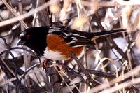 Spotted Towhee, Great Plains version