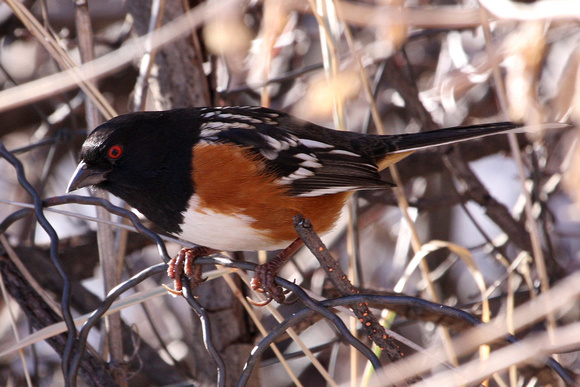 Spotted Towhee, Great Plains version