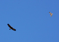 Red-tailed Hawk chases off a Juvenile Golden Eagle
