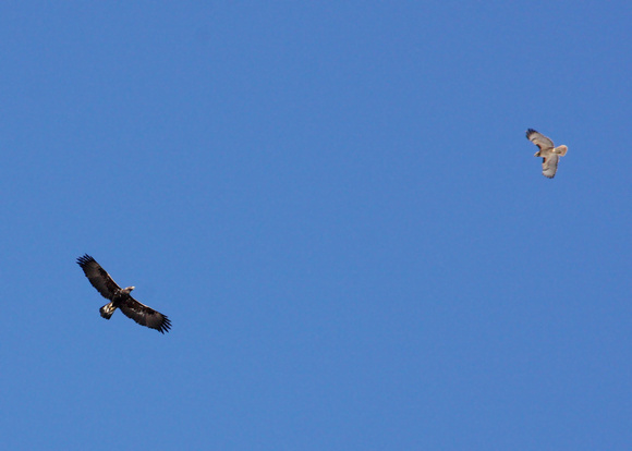 Red-tailed Hawk chases off a Juvenile Golden Eagle