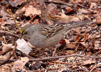 Golden-crowned Sparrow,  1st winter