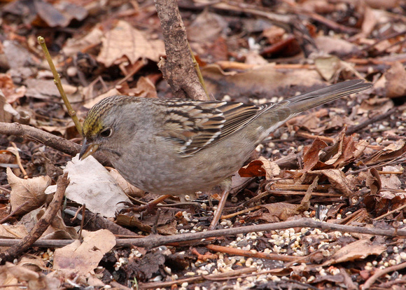 Golden-crowned Sparrow,  1st winter