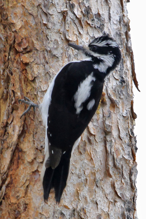 Hairy Woodpecker, female