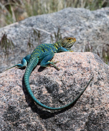 Blue and Green Lizard