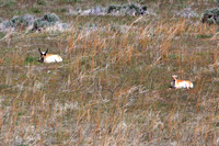 Antelope on Antelope Island