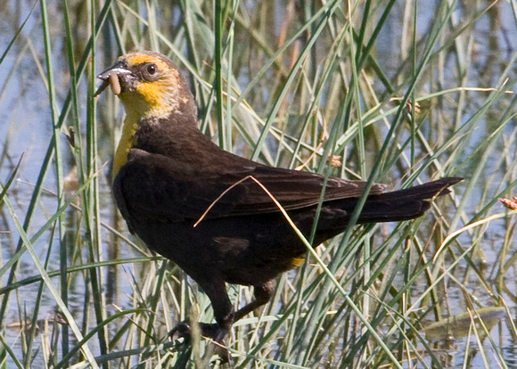 Yellow-headed Blackbird, juvenile