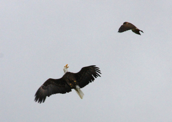 Swainson's Hawk harassing Bald Eagle