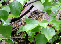 Black-headed Grosbeak, female on nest