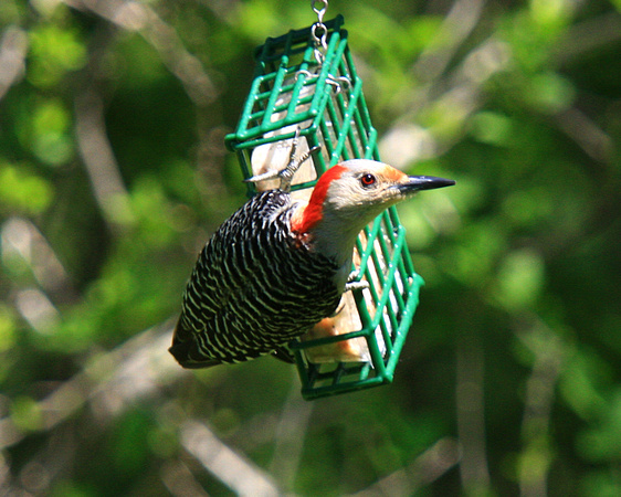 Red-bellied Woodpecker, female