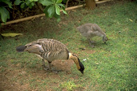 Nene & gosling (Hawaiian Goose)