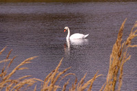 Swans, Geese, Cranes