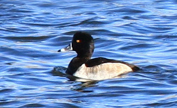 Ring-necked Duck, male
