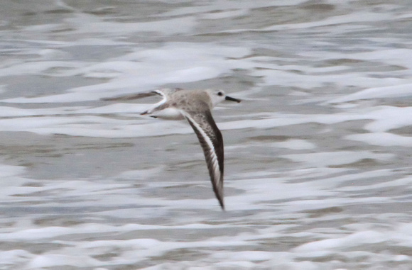 Sanderling, in flight along shore of Gulf of Mexico