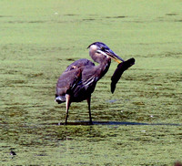 Great Blue Heron with speared fish