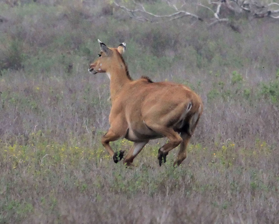 Nilgai Antelope
