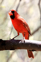 Cardinals, Grosbeaks, Buntings, Meadowlarks, Blackbirds, Orioles
