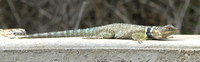 Blue Spiny-tailed Lizard