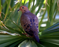 Pigeons, Doves, Cuckoos, Cockatoo
