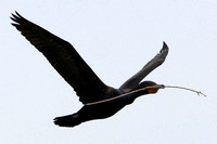 Double-crested Cormorant with twig for nest