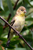 American Goldfinch, female